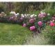 Peony Festival Open in Nanjing